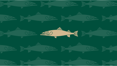 Green background image with golden trout logo