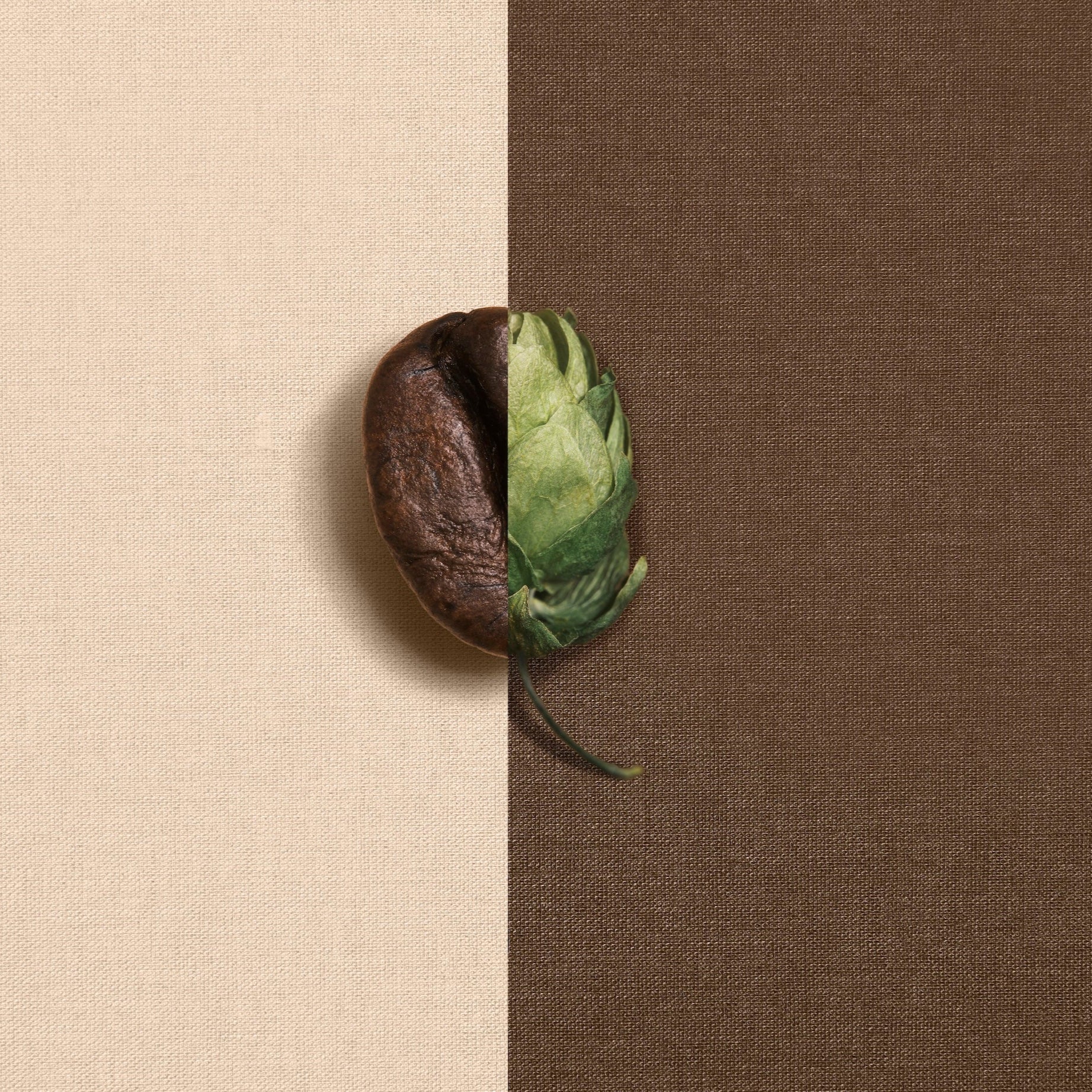 Dried coffee bean and green coffee berry on a beige and brown fabric background