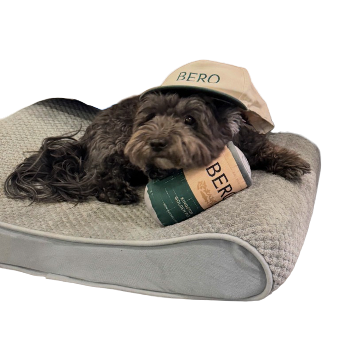 Dog with BERO cap and dog toy