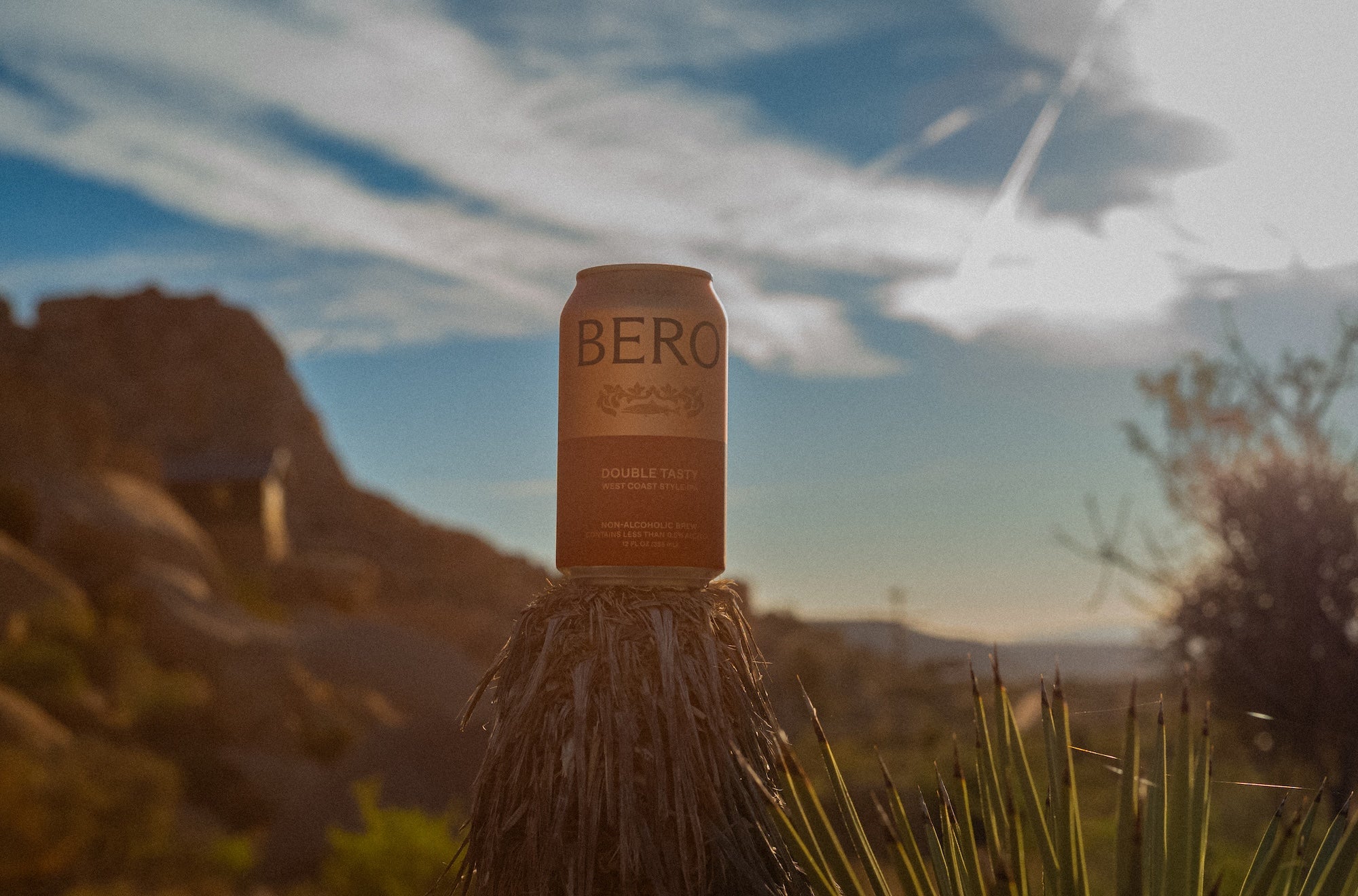 Bero can on a cactus with desert landscape in the background